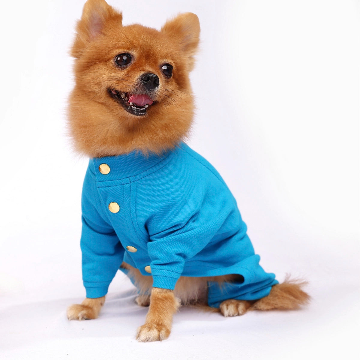Blue Onesis (Dog)