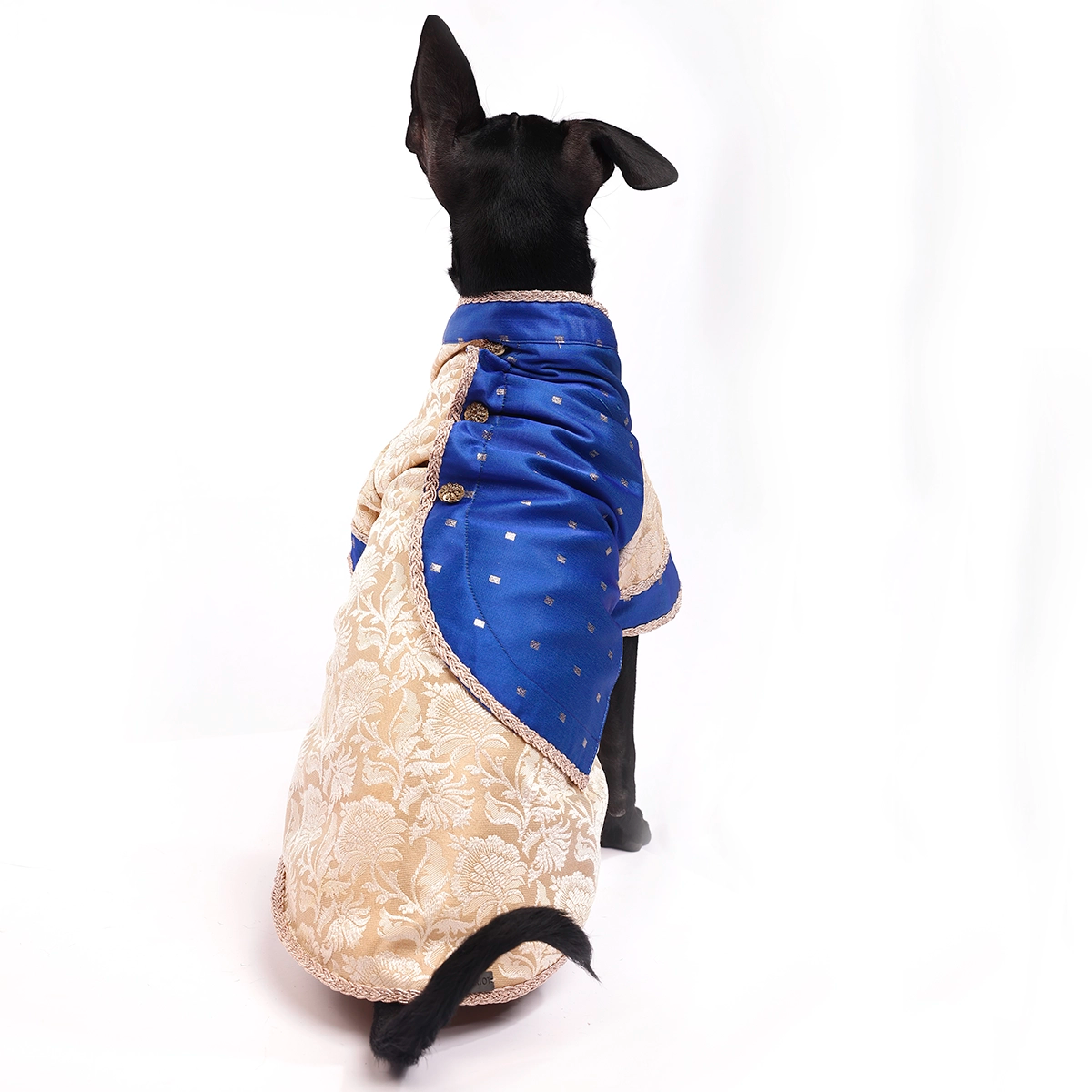 Bluey Gold (Dog)