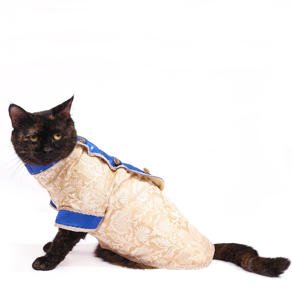 Bluey Gold (Cat)