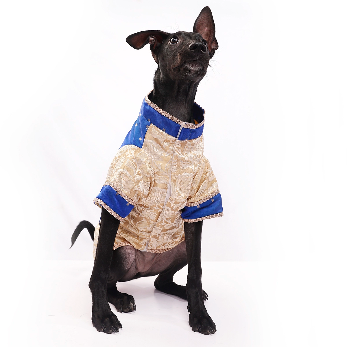 Bluey Gold (Dog)