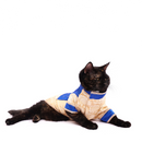 Bluey Gold (Cat)