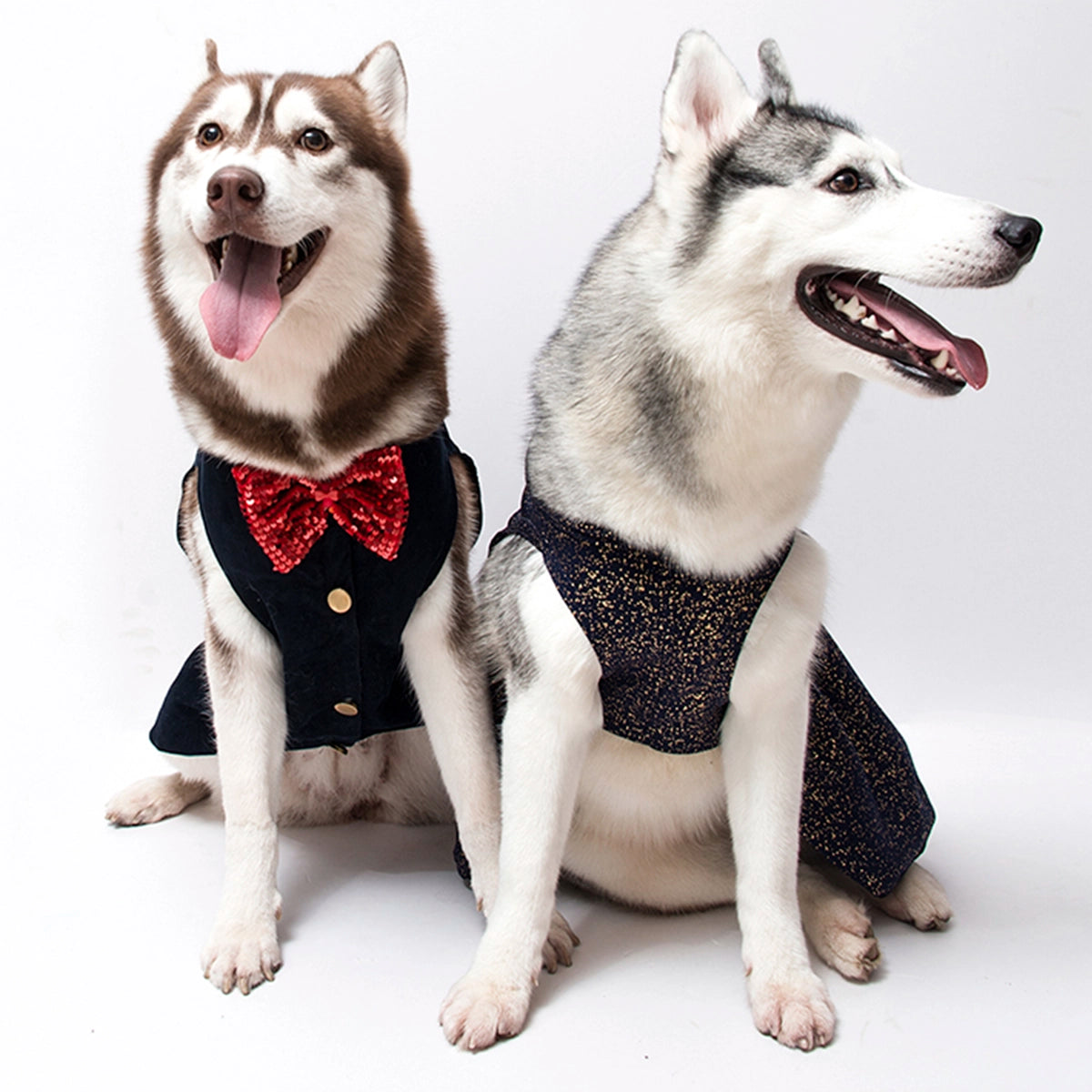 Corduroy Blue(Dog)