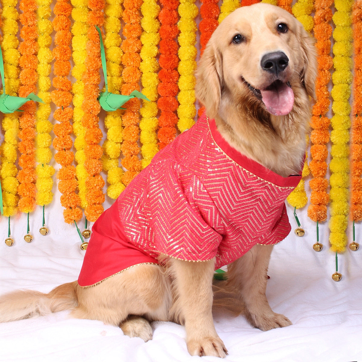Crimson Red(Dog)