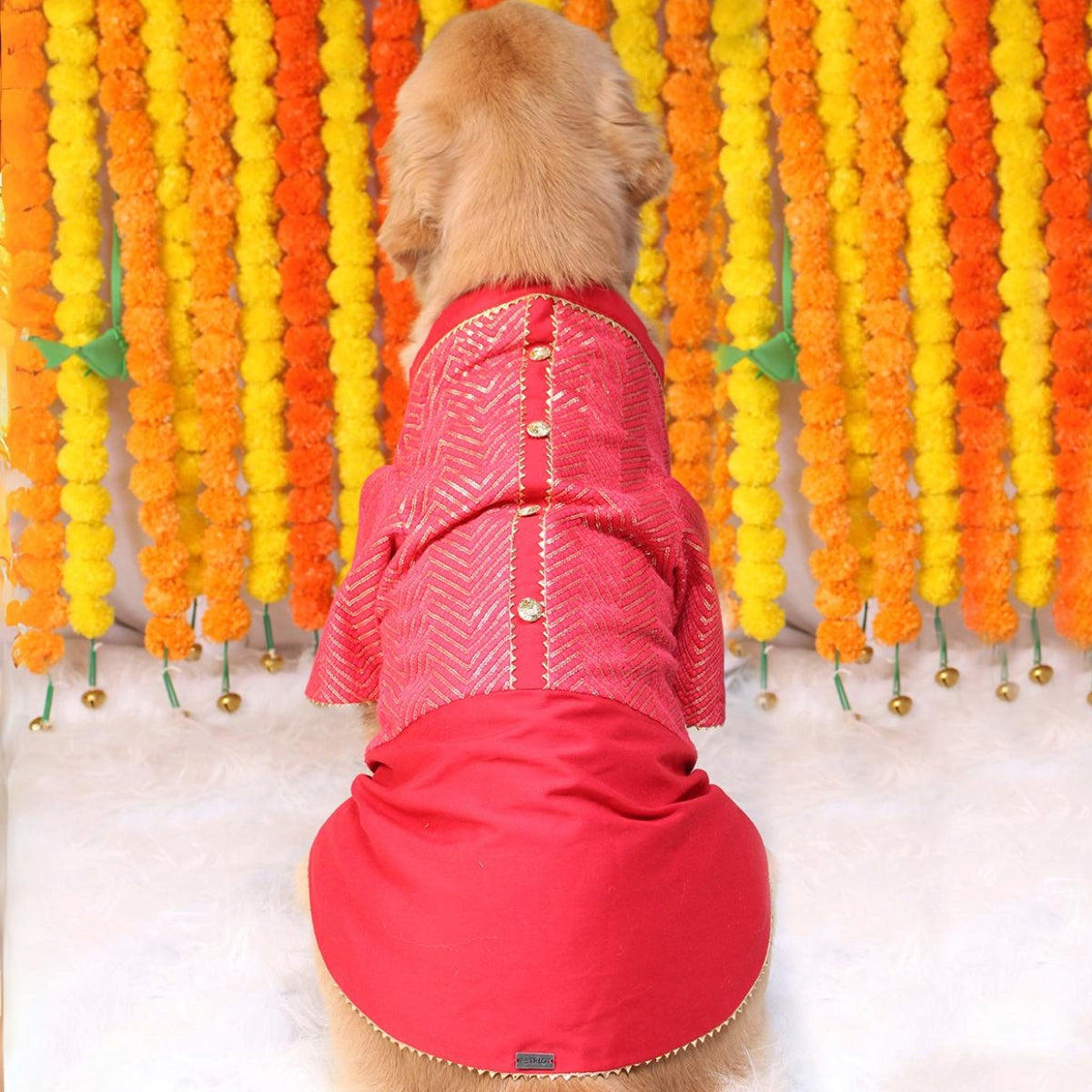 Crimson Red(Dog)