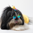 DaisyTee(Dog)