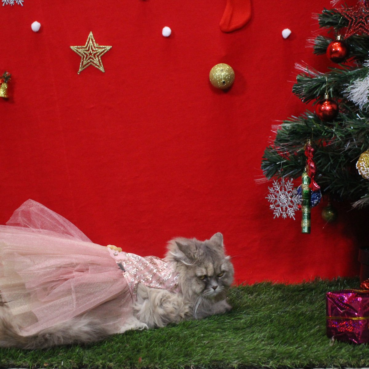 Sparkle (Cat)
