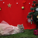 Sparkle (Cat)