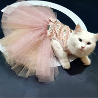 Sparkle (Cat)