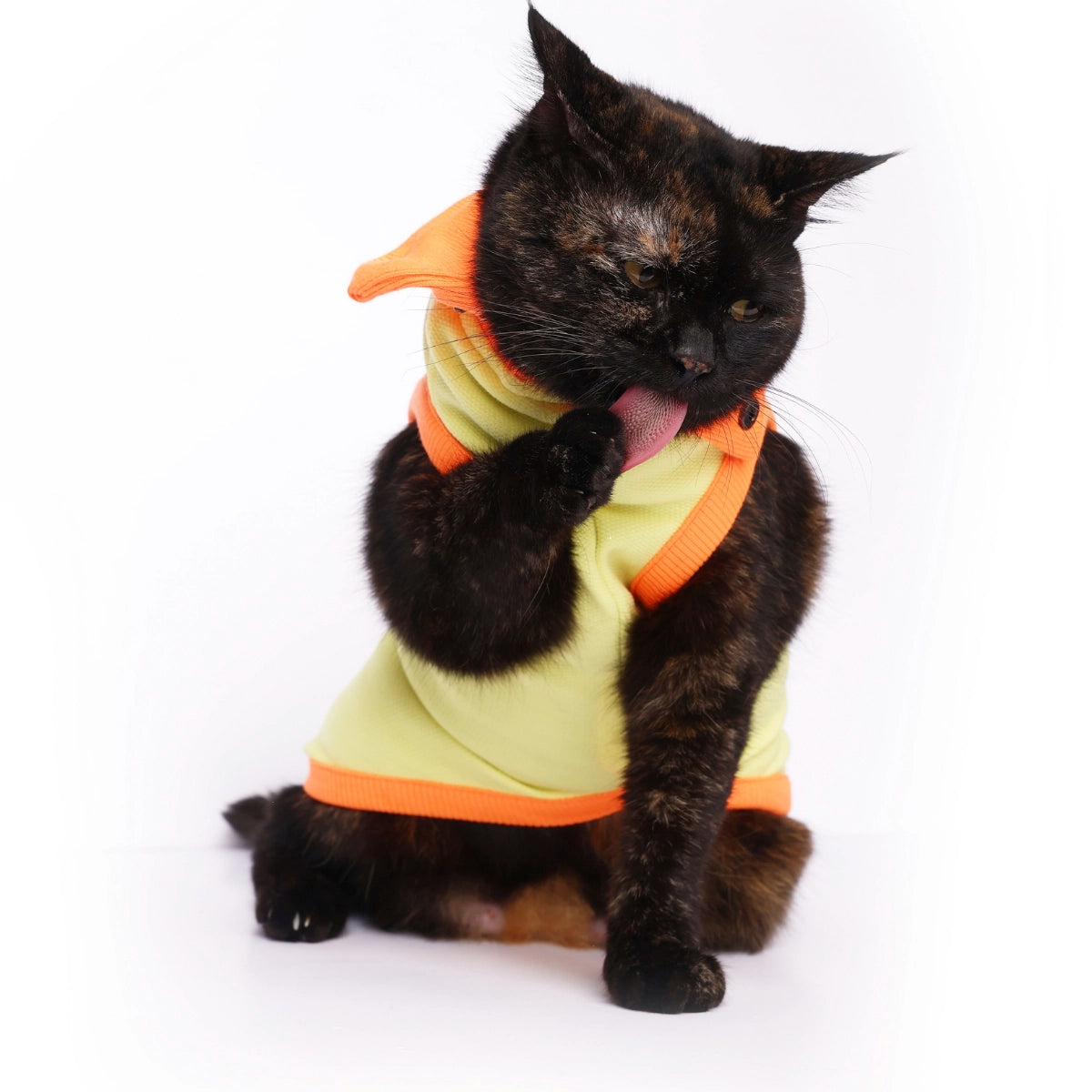 Donald Duck(Cat)
