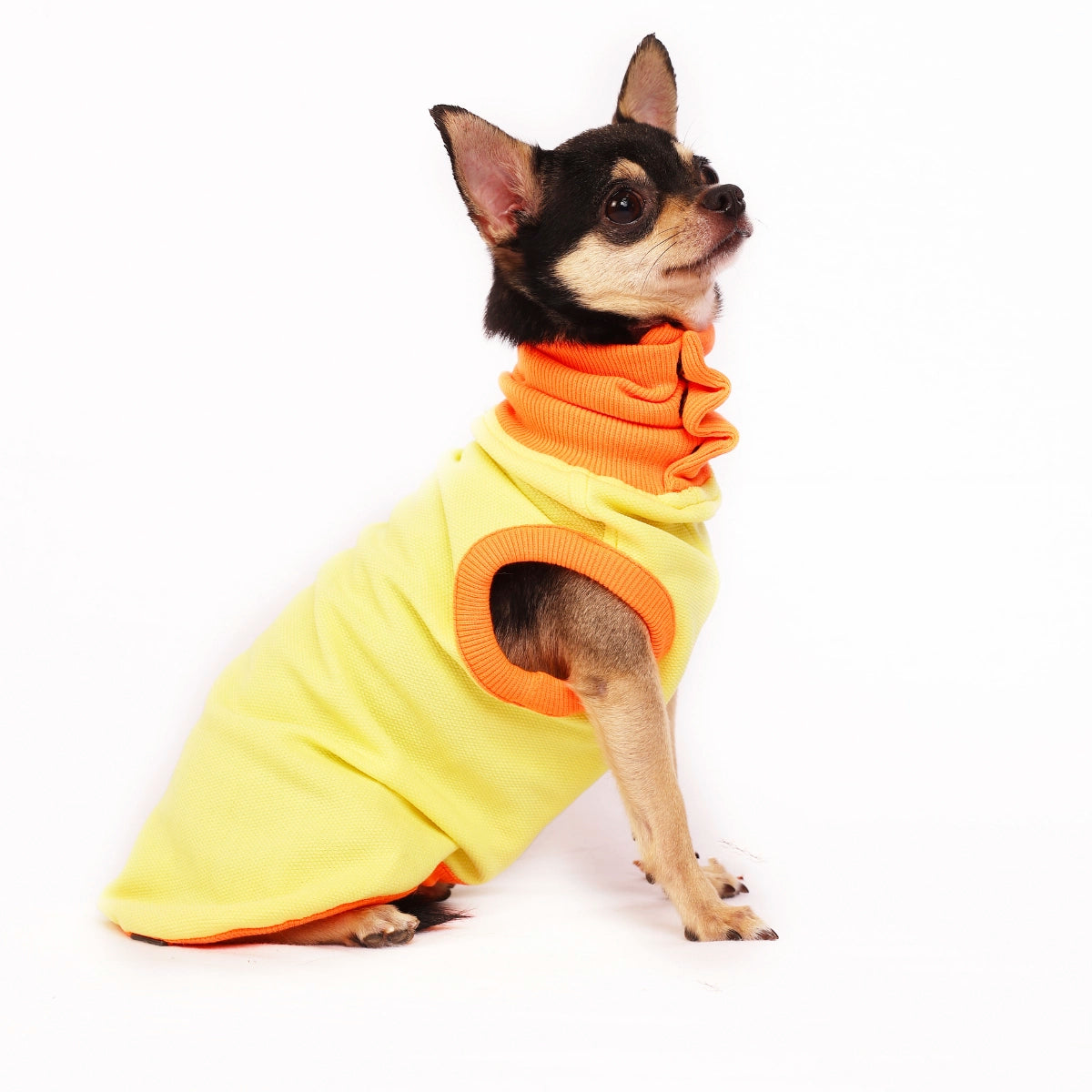 Donald Duck(Dog)