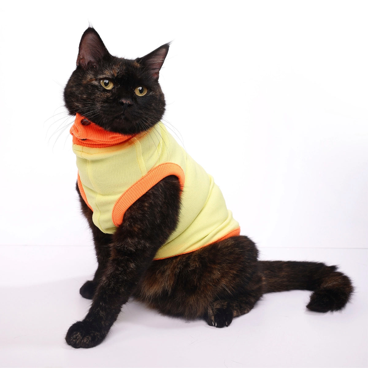 Donald Duck(Cat)