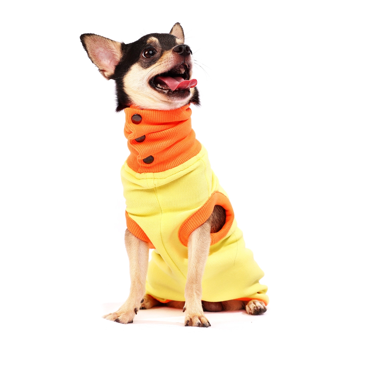 Donald Duck(Dog)