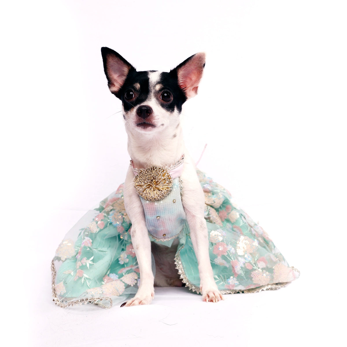 Dreamy Blue(Dog)