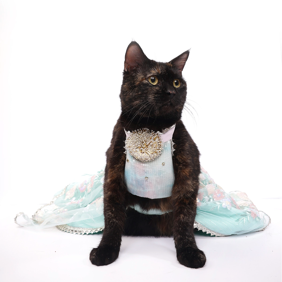 Dreamy Blue(Cat)