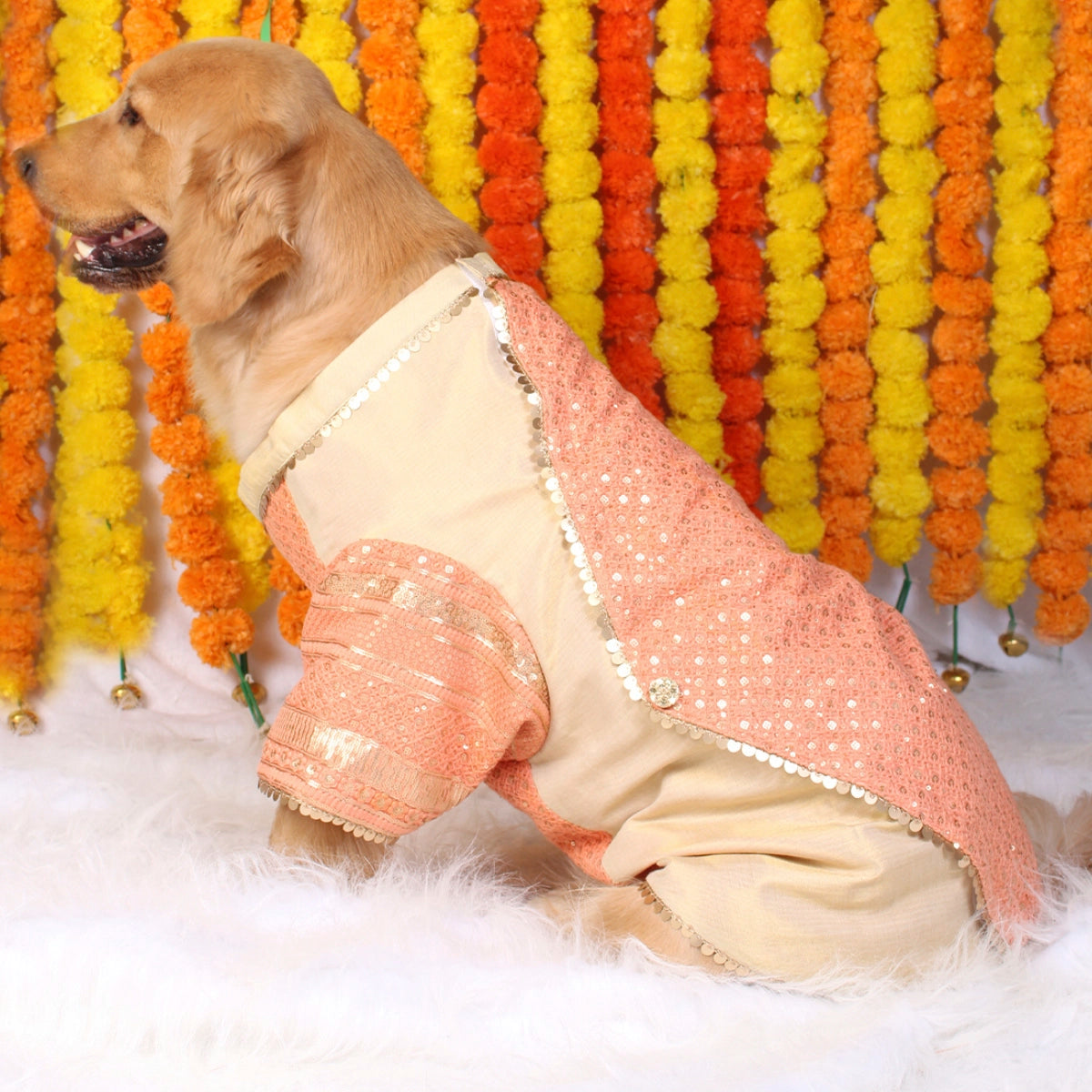 Dual Tone(Dog)