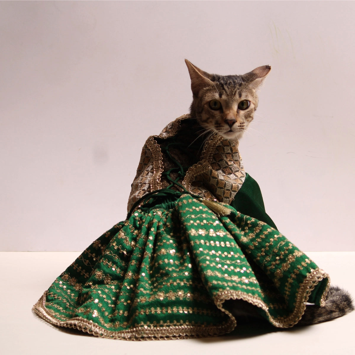 Emerald & Gold(Cat)