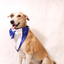 Gentleman Blue(Dog)