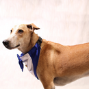 Gentleman Blue(Dog)
