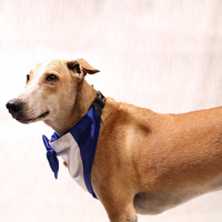 Gentleman Blue(Dog)