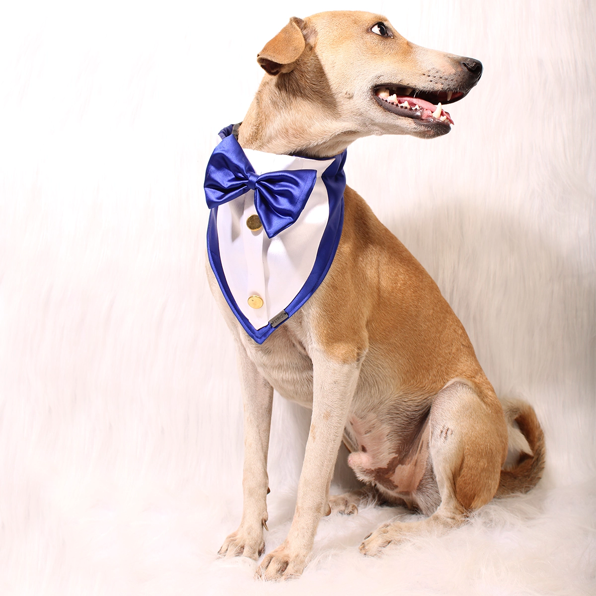 Gentleman Blue(Dog)