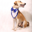 Gentleman Blue(Dog)