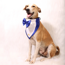 Gentleman Blue(Dog)