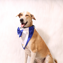Gentleman Blue(Dog)