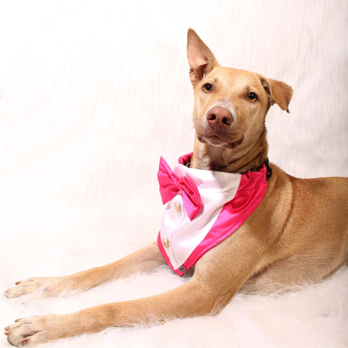 Gentleman Pink(Dog)