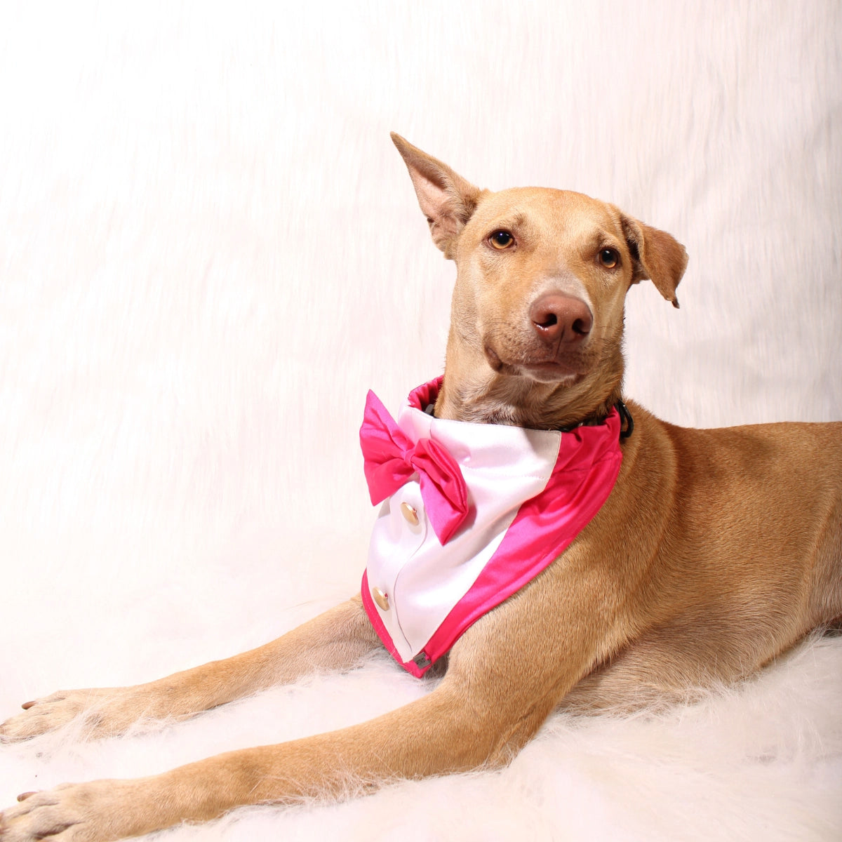 Gentleman Pink(Dog)