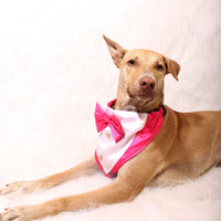 Gentleman Pink(Dog)