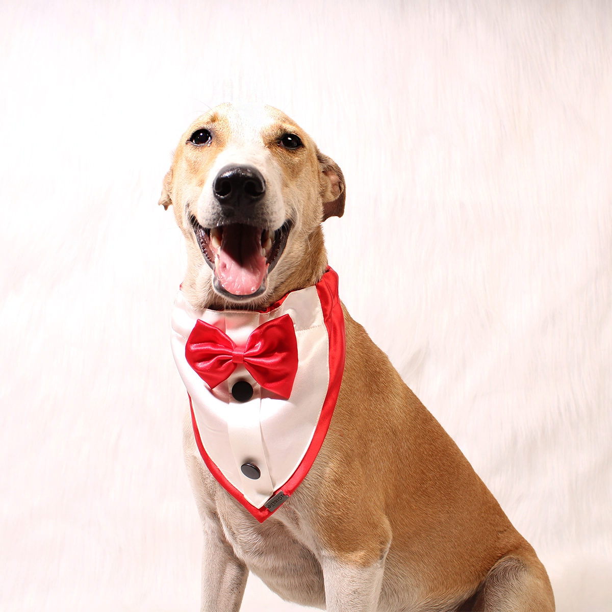 Gentleman Red(Dog)