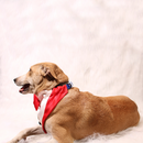 Gentleman Red(Dog)
