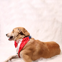 Gentleman Red(Dog)