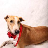 Gentleman Red(Dog)