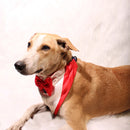Gentleman Red(Dog)