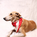 Gentleman Red(Dog)