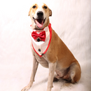 Gentleman Red(Dog)