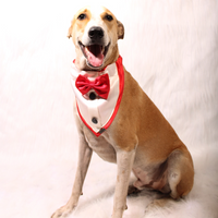 Gentleman Red(Dog)