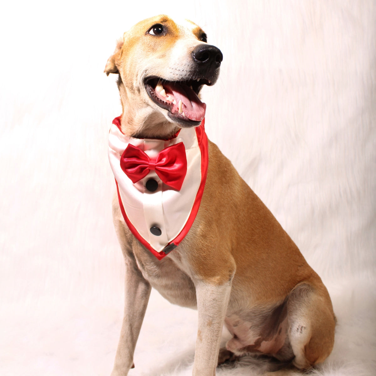 Gentleman Red(Dog)