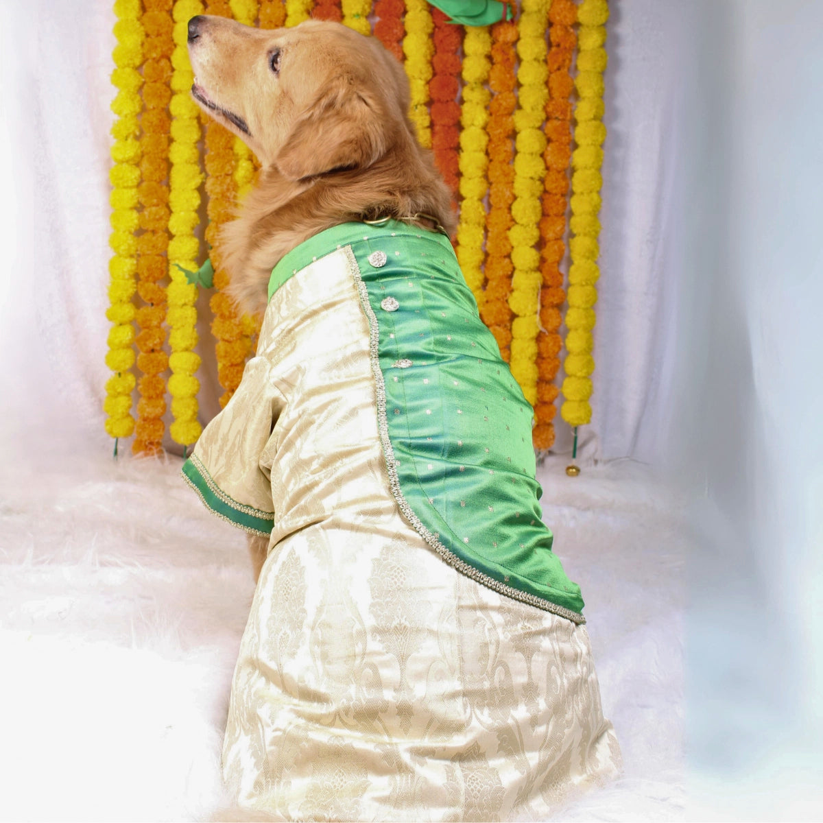 Greeny Gold (Dog)
