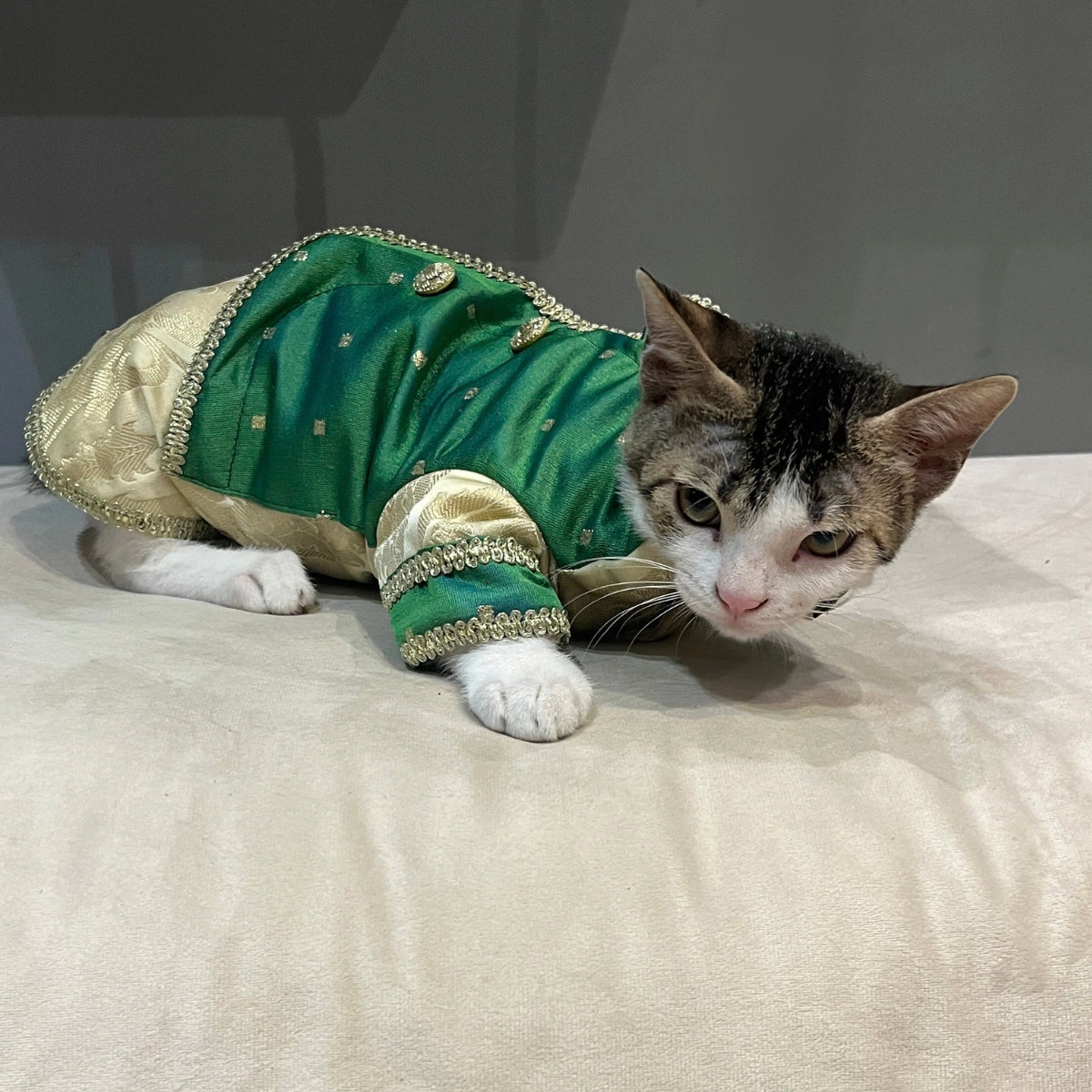 Greeny Gold(Cat)
