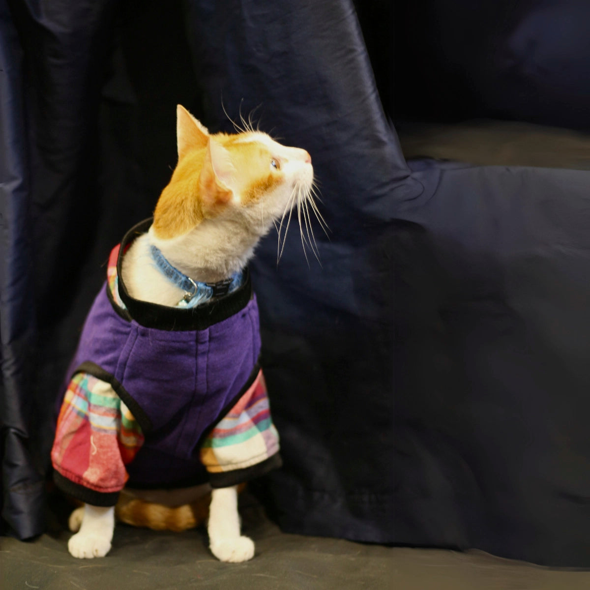 Joker Tee(Cat)