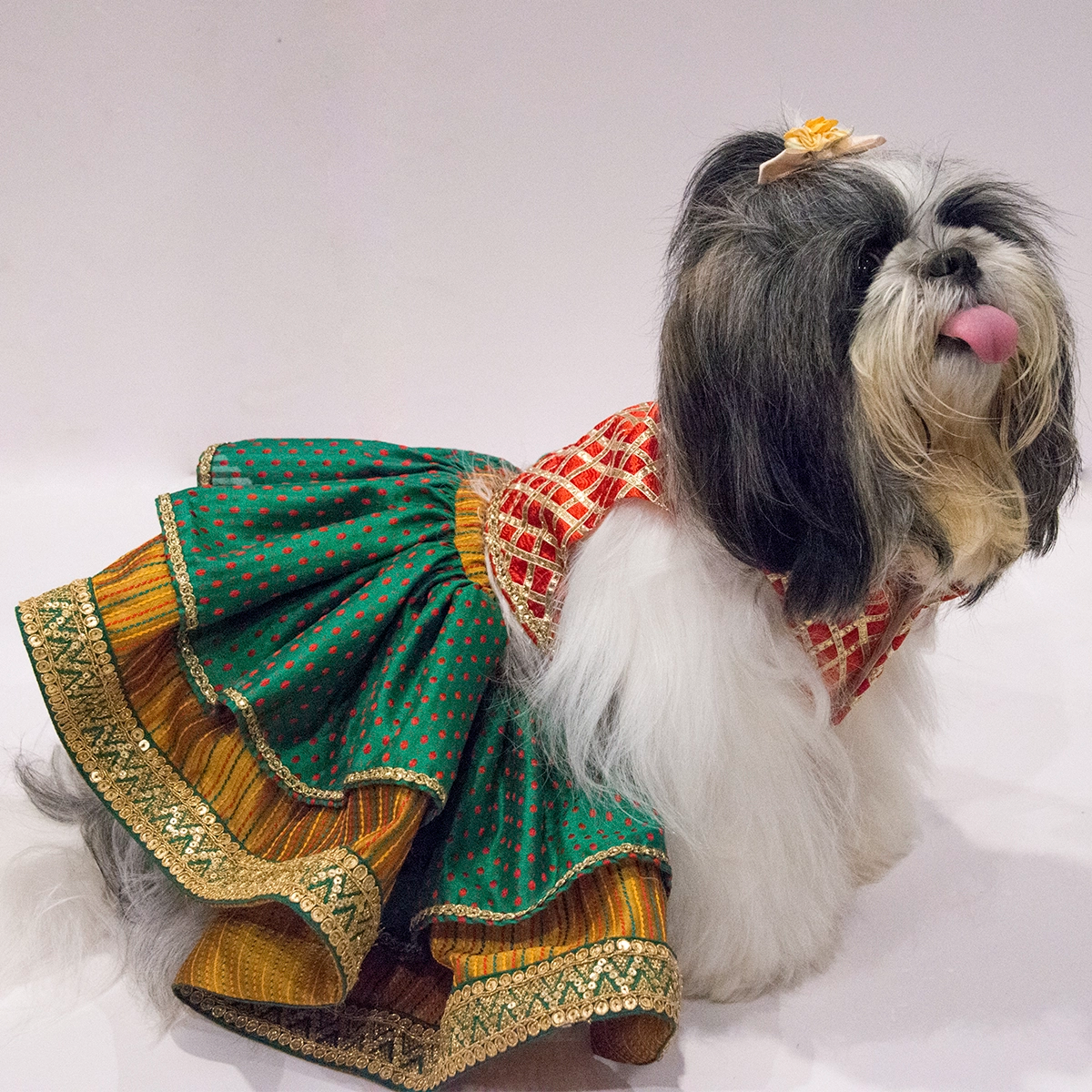 Maharani (Dog)