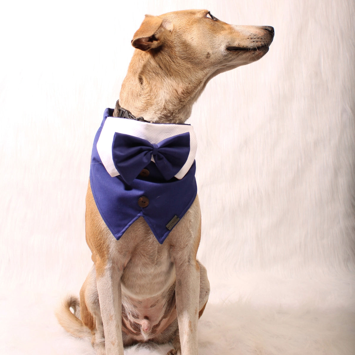 Mr Blue(Dog)