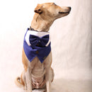 Mr Blue(Dog)
