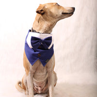 Mr Blue(Dog)