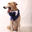 Mr Blue(Dog)