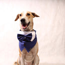 Mr Blue(Dog)