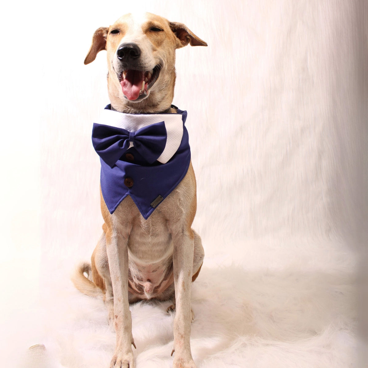Mr Blue(Dog)