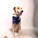 Mr Blue(Dog)